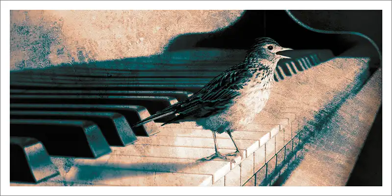 Carte postale Harmonie