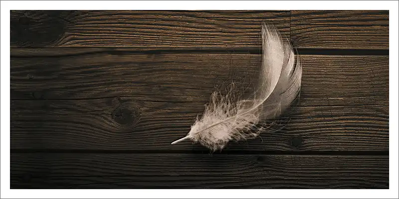 Carte postale Plume